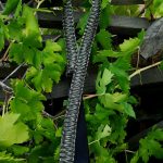 Two point paracord gun sling. Primary color woodland camo. Secondary color od green. King cobra weave. GrovTec quick disconnect swivels.